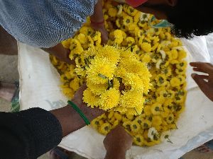 Samandhi flower