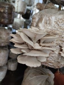 Fresh Oyster Mushroom