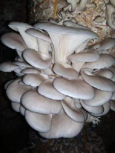 white oyster mushroom