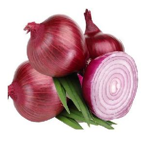 fresh red onion