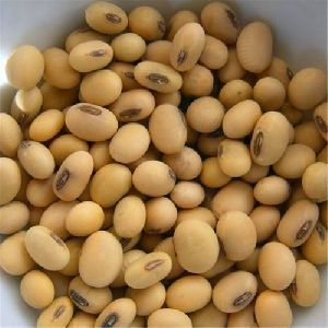 soybean seeds