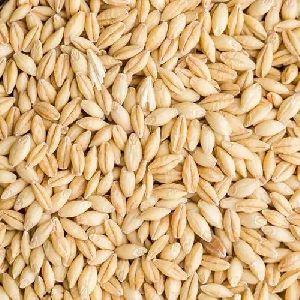 barley seeds