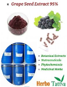 Grape Seed  Extract 95%