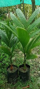 areca nut plant