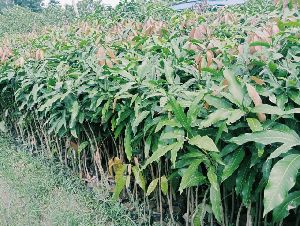 mango plant