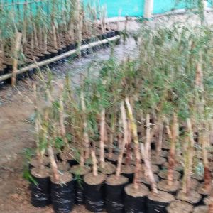 Olivery Bamboo Plant