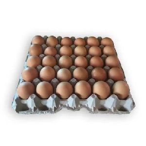 Aseel Hatching Eggs