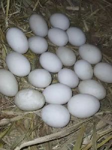 Indian Runner Hatching Eggs