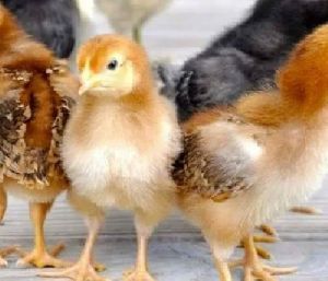 Kaveri Chicks