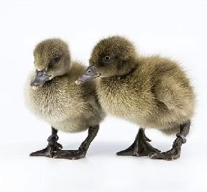 Khaki Campbell Ducklings