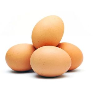 Light Brown Eggs