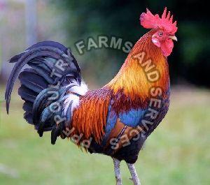 Aseel Breed Chicken