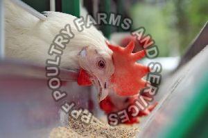 Poultry B-Complex Supplement