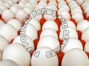 Turkey Hatching Eggs