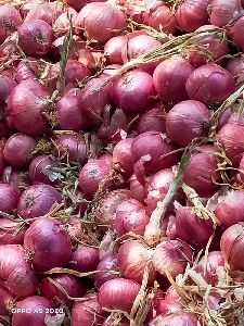 Onion