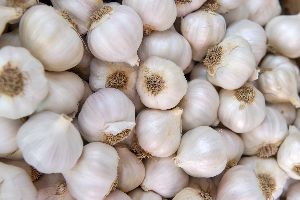 garlic