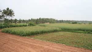 agricultural land leasing services,agricultural land leasing