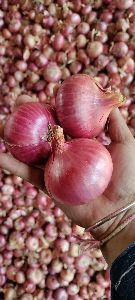 Garwa Onions