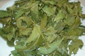 Neem Leaves (Azadirachta Indica)