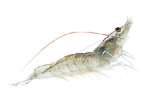 vannamei shrimp