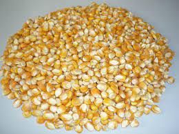 new crop yellow corn maize