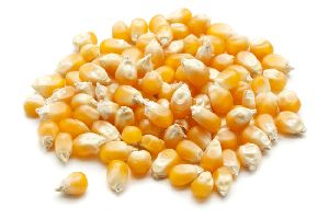 Maize Grains