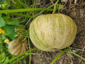 fresh pumpkin