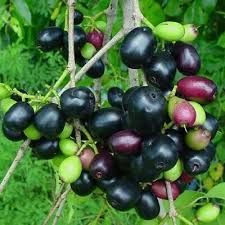 Jamun Seeds - Syzygium Cumini