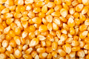 Dry Yellow Corn