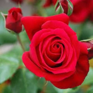 Red Rose Fragrance