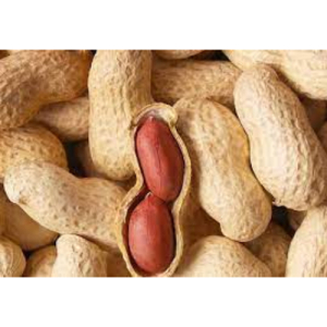 Groundnut Peanut Kernel (1513)