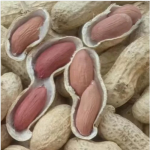 Organic Raw Virginia Peanuts