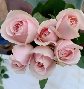 Dutch Rose Flower