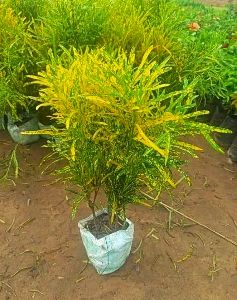 feliferia aurea plant