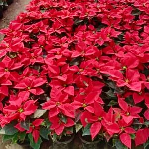 poinsettia Red flower