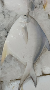 pomfret fish