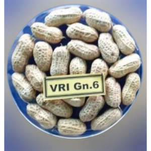 Groundnut Seed VRI Gn-6 Raw Peanut