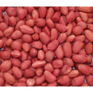 red high oil content groundnut seed