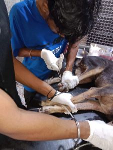 Animal Treatment Services