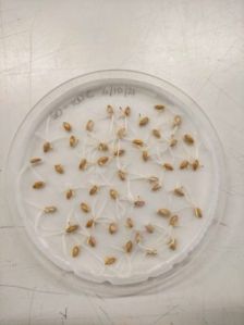Seed Petri Dish