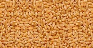 Lokwan Wheat Grains