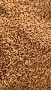 Golden Wheat Grains