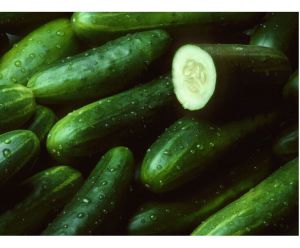 Cucumber available direct from farm