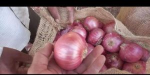 Pink onion