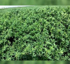 Alfalfa natural &amp;amp; dry grass