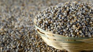 Yashwant Millet Seeds