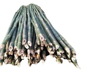 bamboo pole