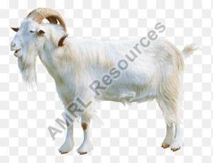 full blood boer goats