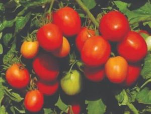 Namdhari Tomato Seeds