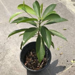 Chikoo Plant